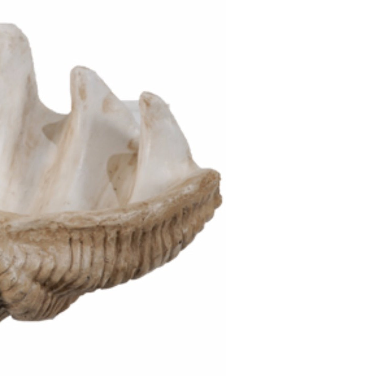 BM145582 Medium Clam Shell Accent, White