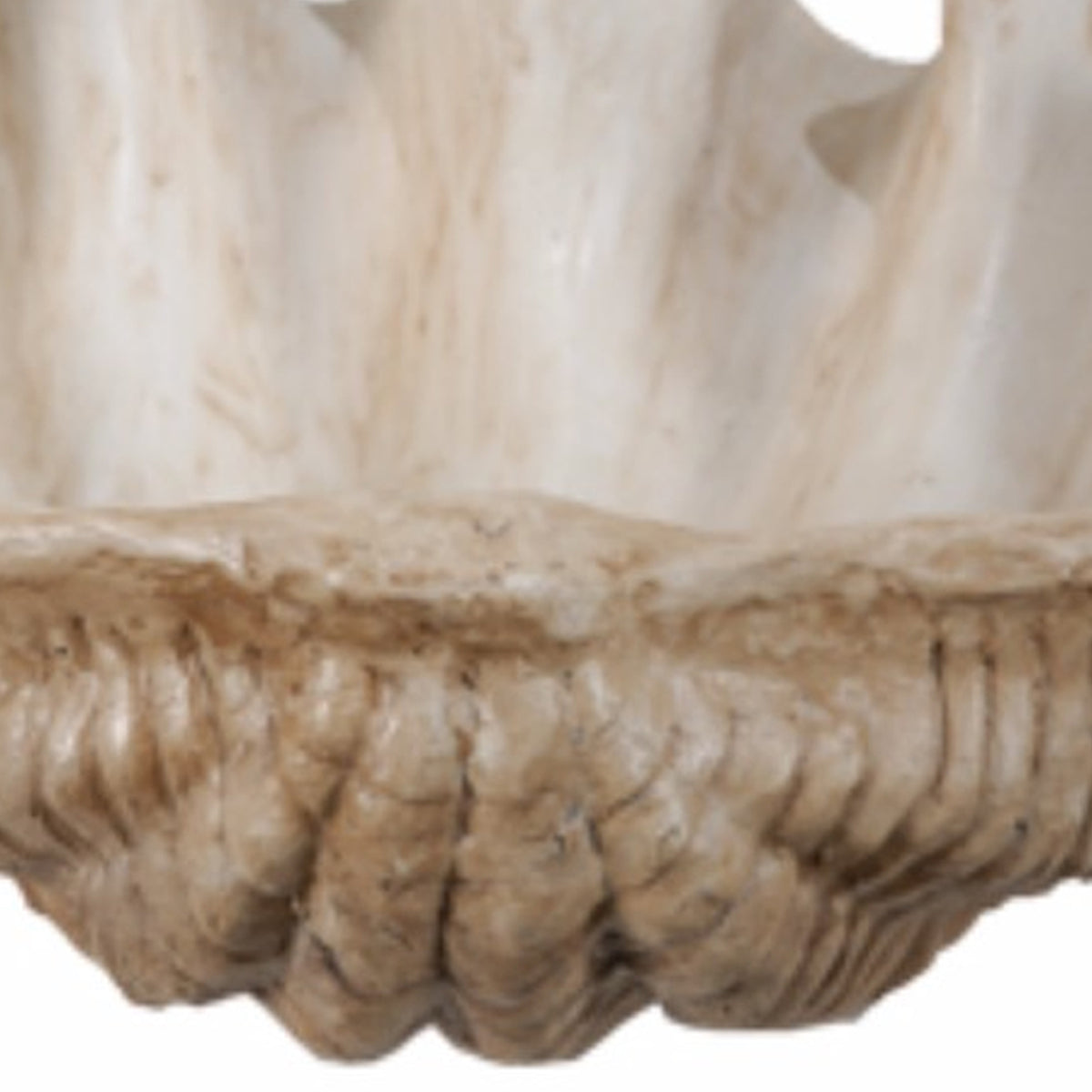 BM145582 Medium Clam Shell Accent, White