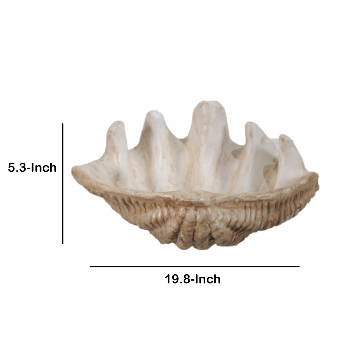 BM145582 Medium Clam Shell Accent, White