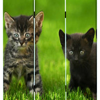 3 Panel Foldable Wooden Screen with Kitten Print, Brown and Green - BM26508