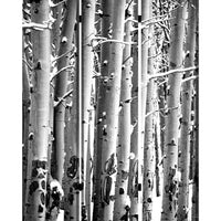 3 Panel Canvas Foldable Screen with Birch Print, Black and White - BM26560