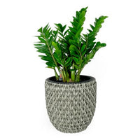 Wiki 15 Inch Self Watering Planter, Handwoven Rattan Wicker, Gray - BM314470