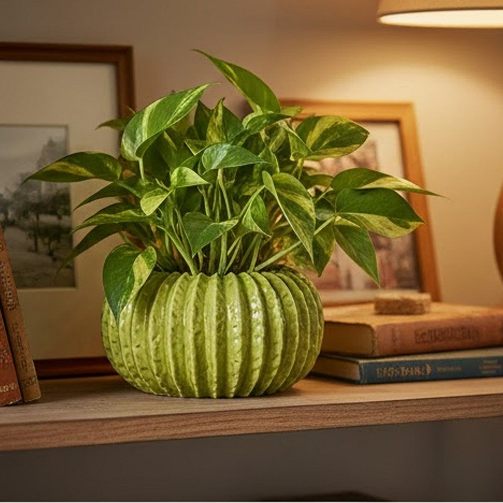 Decorative Planter, Melon Shape, Vertical Ribbed Texture, Green Ceramic - BM330147