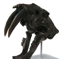 Rimaa Sabertooth Tiger Tabletop Decor, Black Resin, Acrylic, 13 Inch -BM331063