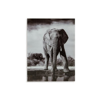 Accent Wall Art Decor, Printed Glass 36x48 Gray and White Elephant -BM332862