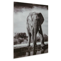 Accent Wall Art Decor, Printed Glass 36x48 Gray and White Elephant -BM332862