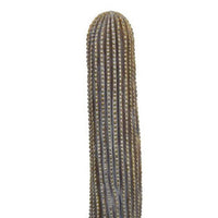 Decorative Cactus Statuette, Gray Resin Sculpted Rocky Base, 20 Inch -BM335007