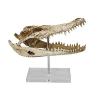 Crocodile Head Accent Decor, Bone White, Brown Resin, Acrylic 13 Inch -BM335016