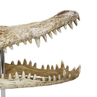Crocodile Head Accent Decor, Bone White, Brown Resin, Acrylic 13 Inch -BM335016