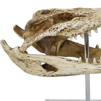 Crocodile Head Accent Decor, Bone White, Brown Resin, Acrylic 13 Inch -BM335016