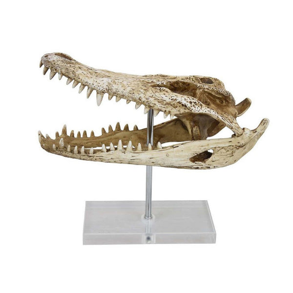 Crocodile Head Accent Decor, Bone White, Brown Resin, Acrylic 13 Inch -BM335016