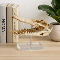 Crocodile Head Accent Decor, Bone White, Brown Resin, Acrylic 13 Inch -BM335016