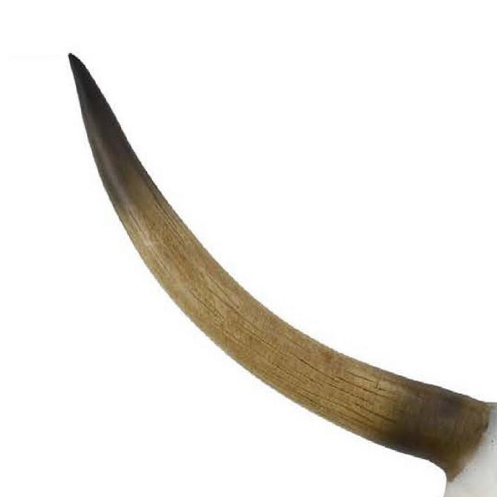 Kriya Sculpture, Longhorn Bull Skull Curved Horns, White Resin 19 Inch -BM335065