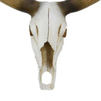 Kriya Sculpture, Longhorn Bull Skull Curved Horns, White Resin 19 Inch -BM335065
