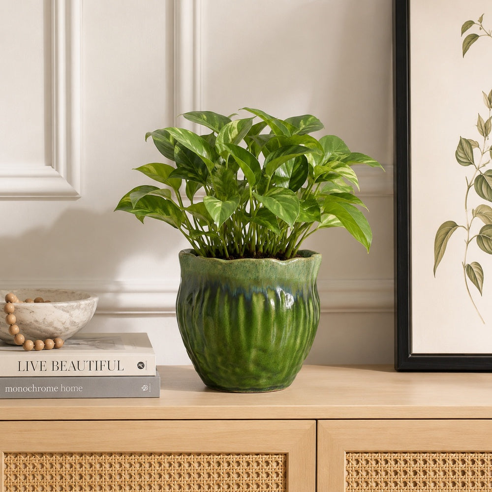 Ashly Decorative Planter with Scalloped Rim, Green Textured Ceramic 8 Inch-BM353517