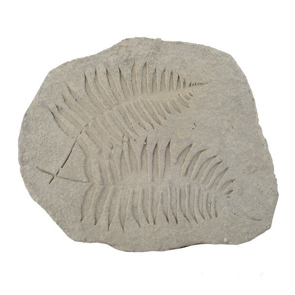 Concrete Fossil Accent Stone with Fern Leaves Imprint, Gray - BM200856